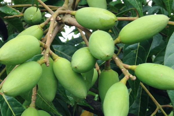 橄榄怎么腌制(橄榄怎么腌制好吃)