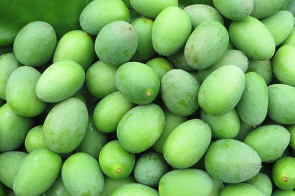 橄榄的药用价值(橄榄的药用价值是什么)