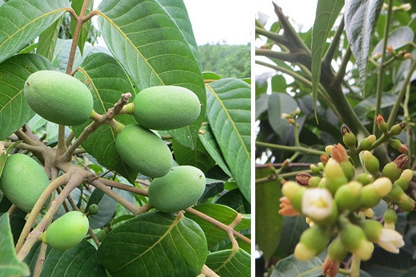 橄榄的功效和作用(橄榄的功效和作用点) 橄榄的功效和作用(橄榄的功效和作用点)