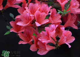 杜鹃花一年开几次花(杜鹃花怎么栽培)