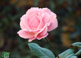 月季花的花期(月季花的花期有多长)