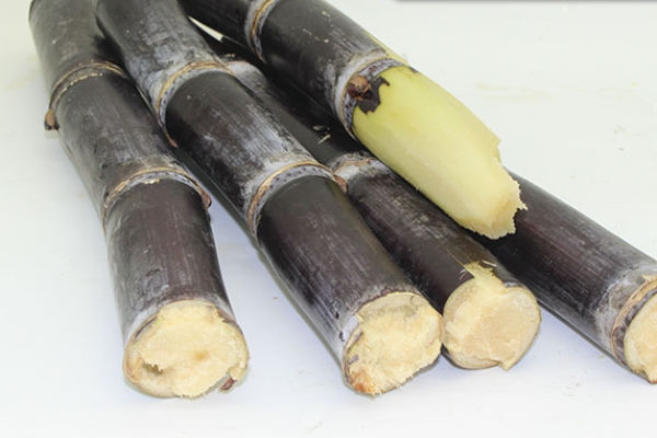 怎么挑选甘蔗(怎么挑选甘蔗好坏) 怎么挑选甘蔗(怎么挑选甘蔗好坏)