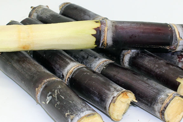 过了清明的甘蔗不能吃吗(为什么清明过后的甘蔗不能吃)