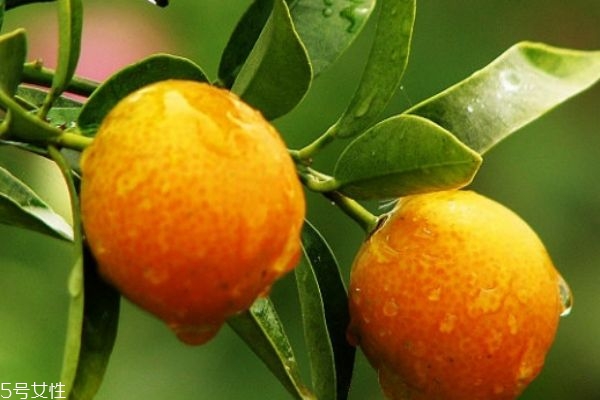 金钱橘的营养价值(金钱橘的营养价值)
