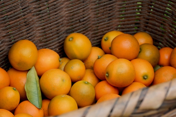 金桔是上火还是下火(金桔是上火的还是去火的)