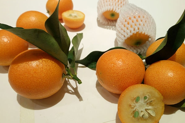 吃金桔的好处(吃金桔的好处有哪些)