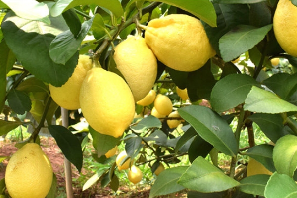 柠檬泡水一定要淡(柠檬泡水好吗)