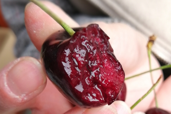 车厘子是热性还是凉性(车厘子是热性还是凉性的水果) 车厘子是热性还是凉性(车厘子是热性还是凉性的水果)