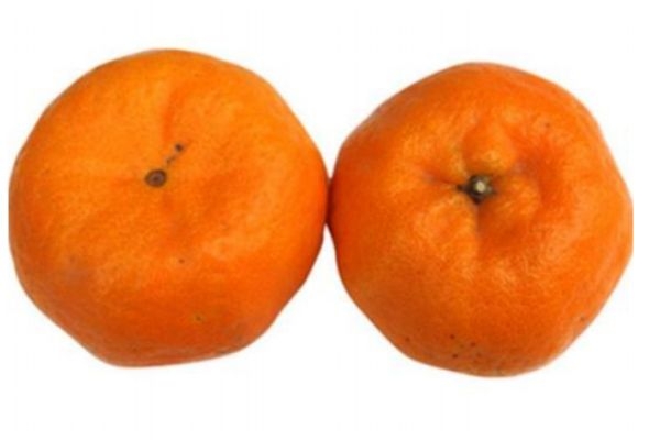 芦柑是凉性还是热性(芦柑是凉性还是热性水果)