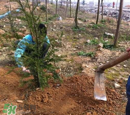 清明节墓地种树有什么讲究(墓地周围种树有什么讲究)