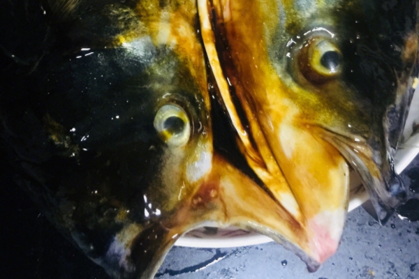 剁椒鱼头小知识(剁椒鱼头用啥鱼头) 剁椒鱼头小知识(剁椒鱼头用啥鱼头)