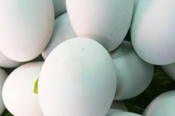 食用咸鸭蛋注意事项(咸鸭蛋的正确吃法) 食用咸鸭蛋注意事项(咸鸭蛋的正确吃法)