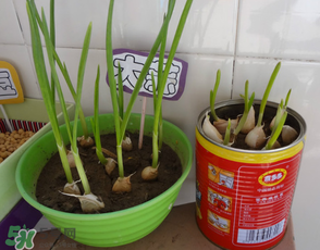 家庭怎么种大蒜(家庭怎么种大蒜头的方法) 家庭怎么种大蒜(家庭怎么种大蒜头的方法)