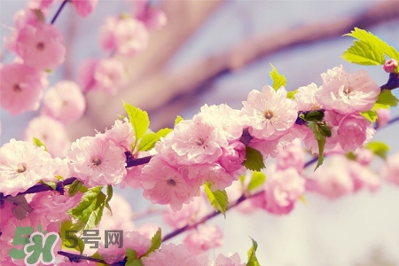 武汉大学樱花开放时间(武汉大学樱花开放时间2021)