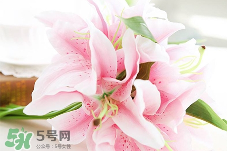 百合花要每天换水吗(百合花要每天换水吗)