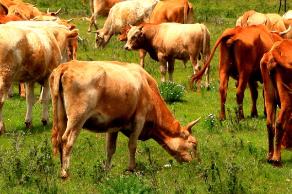 牛肉不能补钙(牛肉可以补钙吗) 牛肉不能补钙(牛肉可以补钙吗)