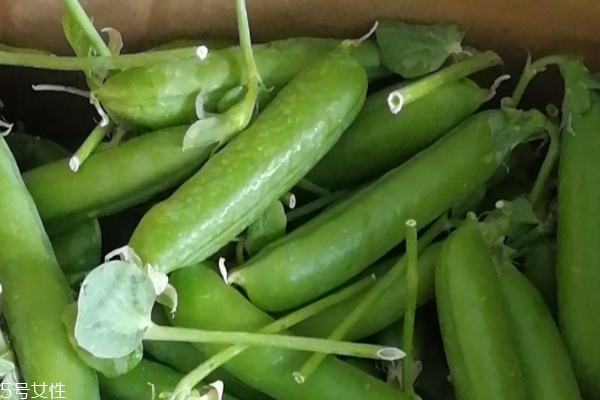 豌豆的主要品种(豌豆的主要品种)