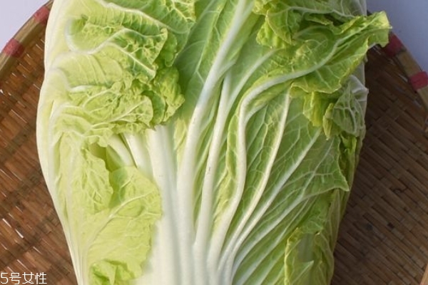 怎么辨别娃娃菜和大白菜(如何区分娃娃菜和大白菜) 怎么辨别娃娃菜和大白菜(如何区分娃娃菜和大白菜)