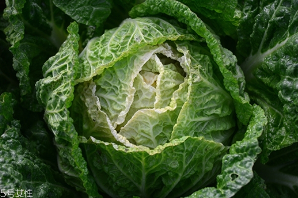 大白菜的营养价值(大白菜的营养价值及功效作用) 大白菜的营养价值(大白菜的营养价值及功效作用)