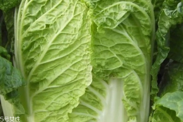 大白菜饮食宜忌(大白菜禁忌和什么同食)