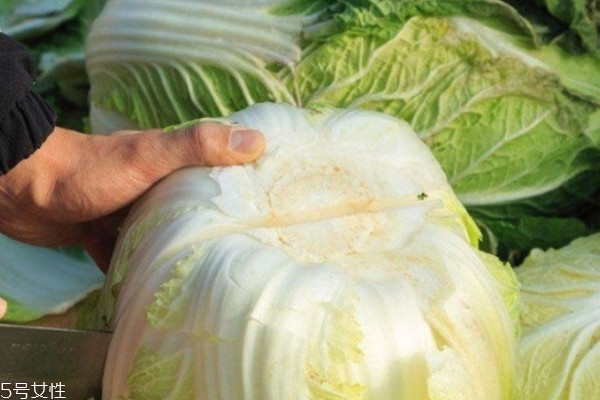 大白菜的选购(大白菜的选购)