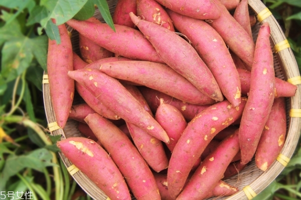 红薯的经济价值(红薯的经济价值和用途)