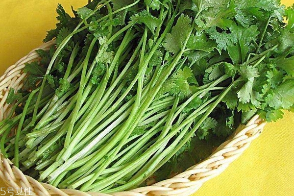 香菜根的功效(香菜根的功效和作用) 香菜根的功效(香菜根的功效和作用)