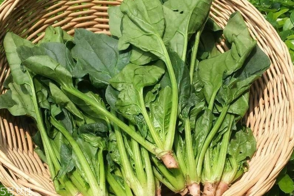 菠菜的成分(菠菜的成分和营养含量)