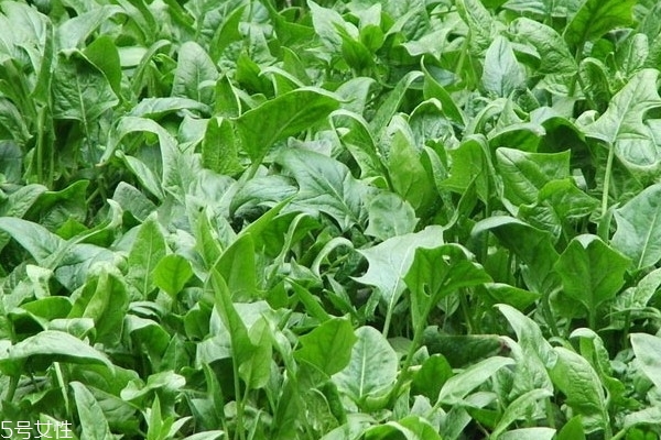 菠菜和虾能一起吃吗(菠菜和虾能一起吃吗?) 菠菜和虾能一起吃吗(菠菜和虾能一起吃吗?)