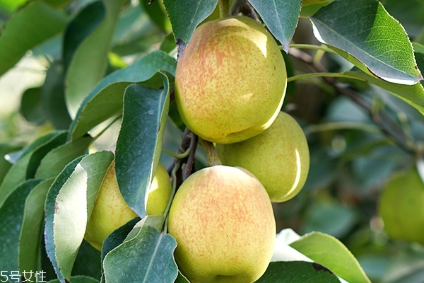 香梨和雪梨哪个好(香梨和雪梨哪个好吃)