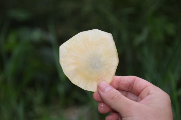 雪莲果怎么吃(雪莲果怎么吃比较好)