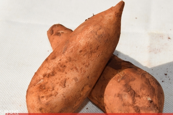 雪莲果的禁忌(雪莲果的禁忌和什么相克)