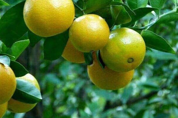 皇帝柑小知识(什么是皇帝柑)