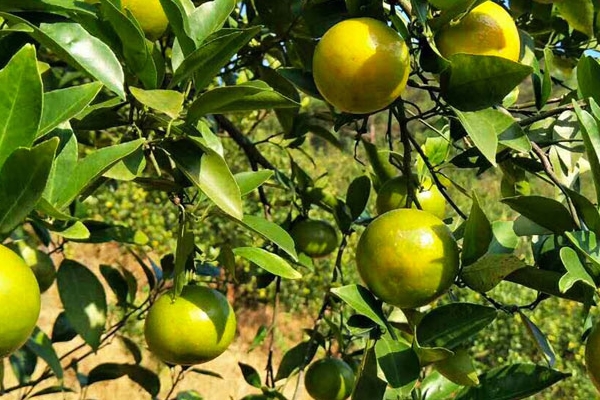 皇帝柑的吃法推荐(皇帝柑的正确吃法) 皇帝柑的吃法推荐(皇帝柑的正确吃法)