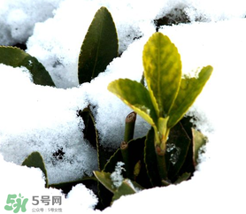 小寒的三大特点(小寒的特点是什么)