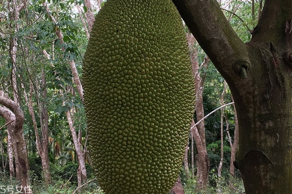 菠萝蜜的药用价值(菠萝蜜的药用价值)