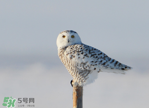 四九是什么意思(四九是什么意思?) 四九是什么意思(四九是什么意思?)