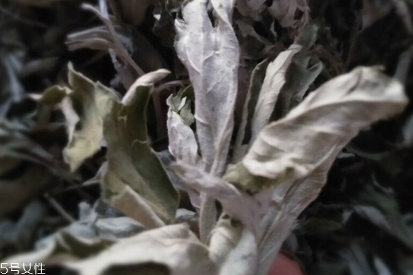 艾叶泡脚的功效(艾叶泡脚的功效和作用泡脚的好处)