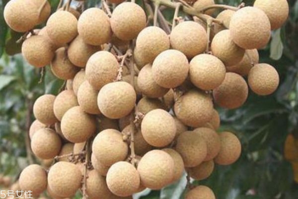 孕妇不小心吃了桂圆怎么办(孕妇不小心吃了桂圆怎么办) 孕妇不小心吃了桂圆怎么办(孕妇不小心吃了桂圆怎么办)