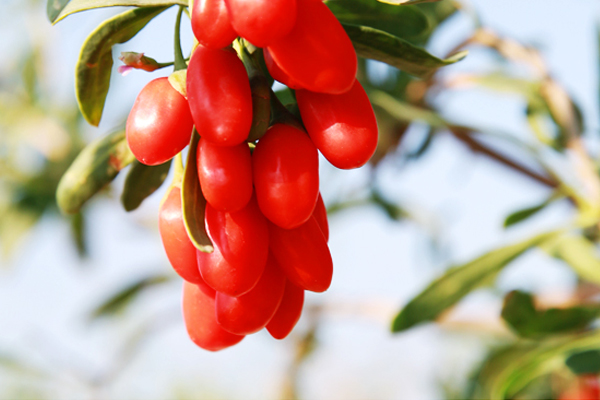 枸杞每次泡多少合适(枸杞每次泡多少合适) 枸杞每次泡多少合适(枸杞每次泡多少合适)