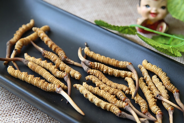 冬虫夏草有什么副作用吗(虫草的副作用有哪些) 冬虫夏草有什么副作用吗(虫草的副作用有哪些)