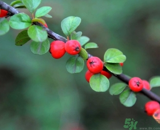 茱萸可以吃吗(茱萸可以吃吗?) 茱萸可以吃吗(茱萸可以吃吗?)