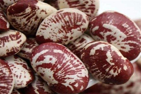 丁香茶用户评价(丁香茶什么样)