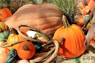 治秋燥的食物(治秋燥的食物)