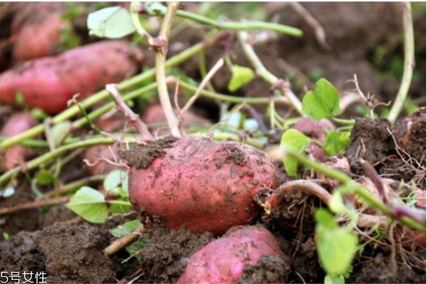 如何快速蒸熟红薯(如何快速蒸熟红薯)