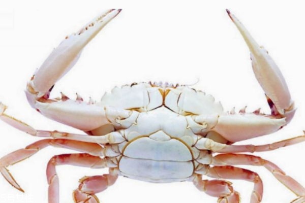 吃螃蟹的禁忌有哪些(吃螃蟹的禁忌有哪些) 吃螃蟹的禁忌有哪些(吃螃蟹的禁忌有哪些)