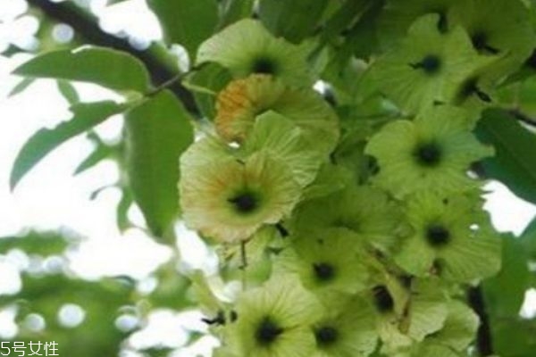 青钱柳茶什么人不能服(什么人不能喝青钱柳茶)