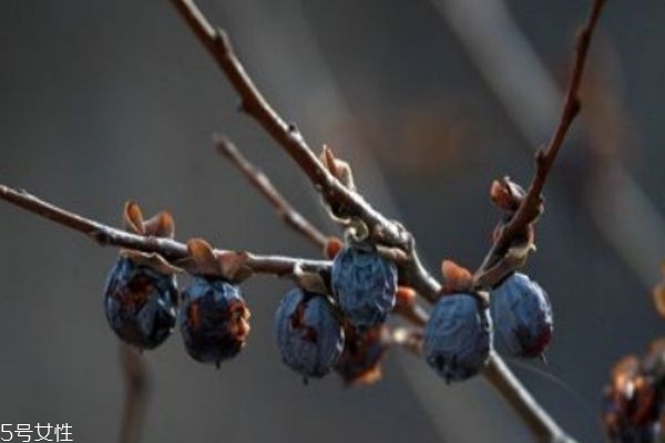 吃黑枣的好处(吃黑枣的好处和坏处)