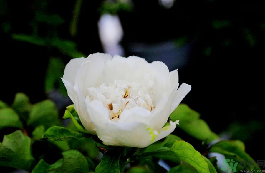 室内养牡丹的方法(牡丹在室内怎么养)