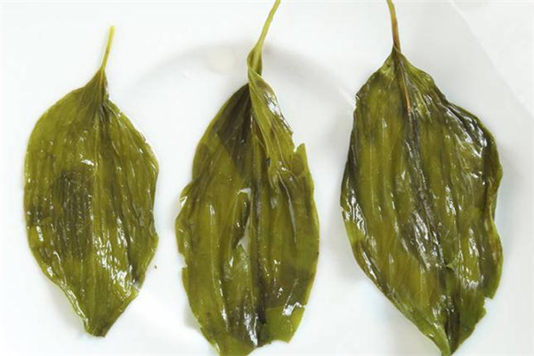 丁香茶效果怎么样(丁香茶效果怎么样)